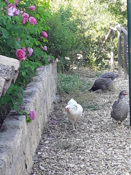 La Suite De Garlone Aujargues Dış mekan fotoğraf